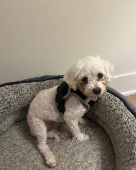 Maltese Dogs Available for Adoption - Mila | PetCurious