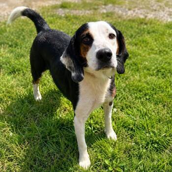Ghost -  Beagle and Hound Dog for Adoption in Plain City, Ohio - Ghost | PetCurious