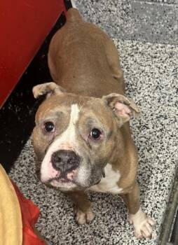 Mixed Breed Dogs Available for Adoption - Gus | PetCurious