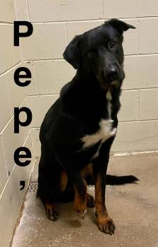Rescue German Shepherd Dog and Labrador Retriever Dogs for Adoption in Pomeroy, Ohio - Pepe’ | PetCurious