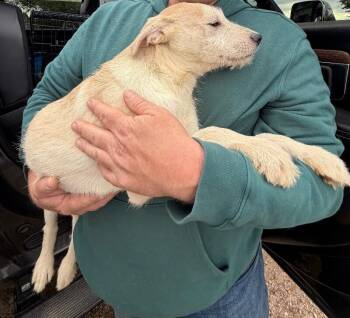 Shepherd and Terrier Dogs Available for Adoption in Severance, Colorado - Rey | PetCurious