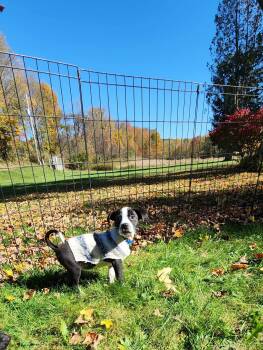 Casper -  Labrador Retriever and Pit Bull Terrier Dog for Adoption in Carmel Hamlet, New York - Casper | PetCurious