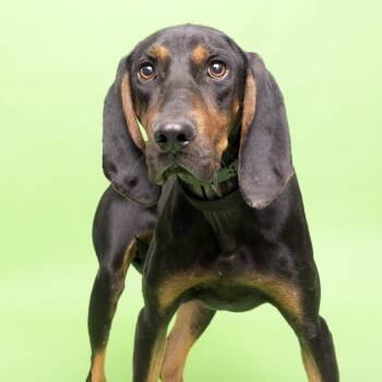 Rescue Coonhound Dogs for Adoption in Franklin, Tennessee - Sawyer | PetCurious