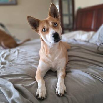 Husky and Labrador Retriever Dogs Available for Adoption - Darling Delilah The Blue Eyed Beauty | PetCurious