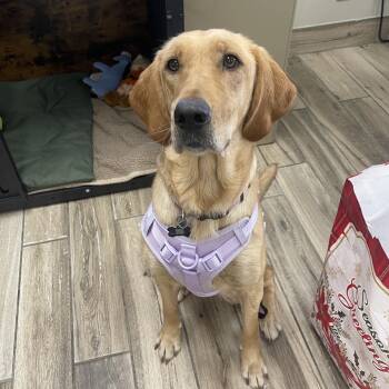 Yellow Labrador Retriever and Bloodhound Dogs Available for Adoption in Henderson, Kentucky - Lilly | PetCurious
