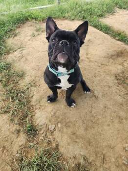 Peter -  American Bulldog Dog for Adoption in Evansville, Indiana - Peter | PetCurious