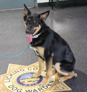 Stella (12032) -  Shepherd Dog for Adoption in Heath, Ohio - Stella (12032) | PetCurious