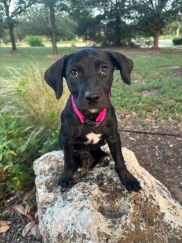 Shimmer -  Labrador Retriever Dog for Adoption in Pflugerville, Texas - Shimmer | PetCurious