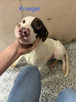 Krueger -  Pointer Dog for Adoption in Fayetteville, West Virginia - Krueger | PetCurious