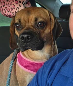 Romeo -  Beagle and Pug Dog for Adoption in Fort Wayne, Indiana - Romeo | PetCurious