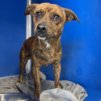 Rescue Mixed Breed Dogs for Adoption in Las Cruces, New Mexico - Ajax | PetCurious