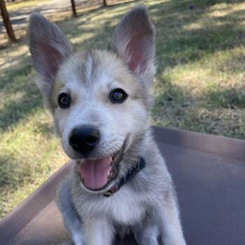 Todd -  Husky Dog for Adoption in Sonora, California - Todd | PetCurious