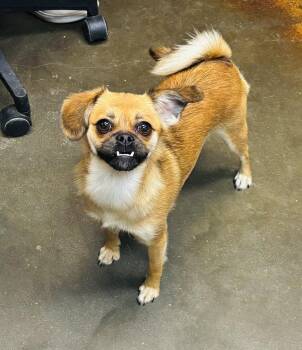 Cinnamon -  Pekingese Dog for Adoption in Council Bluffs, Iowa - Cinnamon | PetCurious