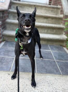Haewang -  Jindo Dog for Adoption in New York, New York - Haewang | PetCurious
