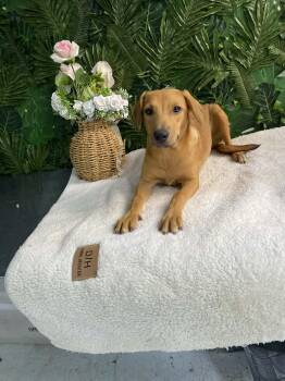 Mixed Breed Dogs Available for Adoption - Lola | PetCurious