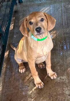 Dachshund and Chihuahua Dogs Available for Adoption in Norfolk, Massachusetts - Copper | PetCurious