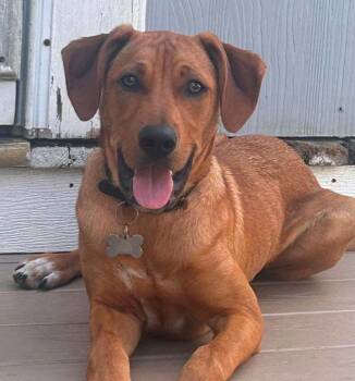 Bear -  Labrador Retriever Dog for Adoption in Alexander, Arkansas - Bear | PetCurious