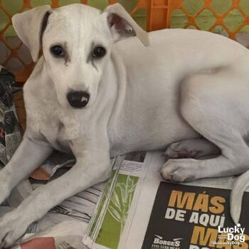 Labrador Retriever and Shepherd Dogs Available for Adoption in Washington, District Of Columbia - Ms. Mel | PetCurious
