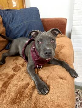 Rescue Pit Bull Terrier Dogs for Adoption in Santa Monica, California - Chloe | PetCurious