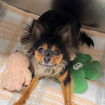 ChinChin -  Chihuahua and Pomeranian Dog for Adoption in Newark, New Jersey - ChinChin | PetCurious