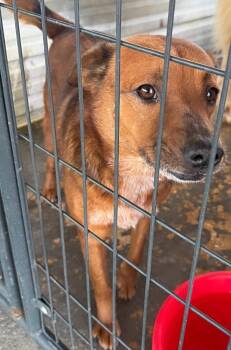 Rescue Shepherd Dogs for Adoption in Troy, Alabama - Beanie | PetCurious