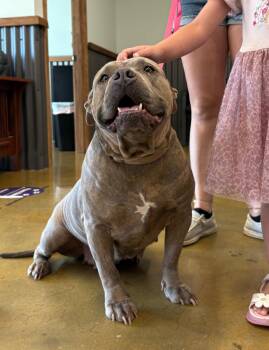 Sweetpea -  Pit Bull Terrier Dog for Adoption in Los Angeles, California - Sweetpea | PetCurious