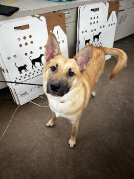 WINSTON -  Mixed Breed Dog for Adoption in Dallas, Texas - WINSTON | PetCurious