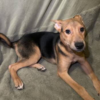 Bootsie -  Mixed Breed Dog for Adoption in Columbus, Georgia - Bootsie | PetCurious
