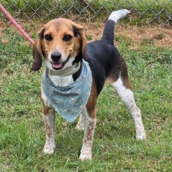 Rescue Beagle Dogs for Adoption in Penns Grove, New Jersey - Benny | PetCurious