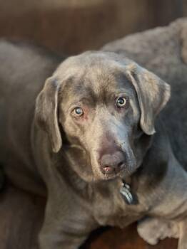 Shade -  Labrador Retriever Dog for Adoption in Warrington, Pennsylvania - Shade | PetCurious