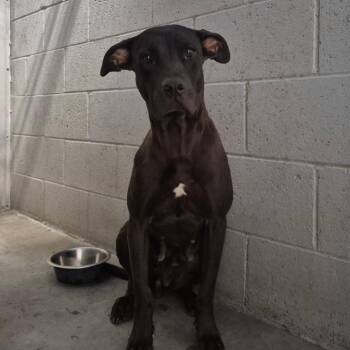 Aphrodite -  Pit Bull Terrier Dog for Adoption in Yuma, Arizona - Aphrodite | PetCurious