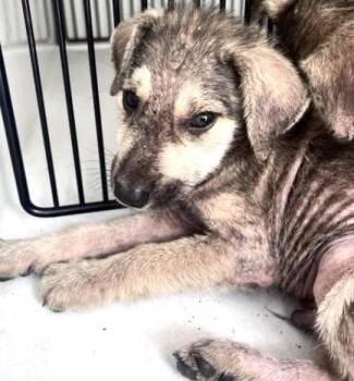 A660069 -  Labrador Retriever and Mixed Breed Dog for Adoption in Houston, Texas - A660069 | PetCurious