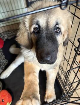 Aspen -  Caucasian Sheepdog Caucasian Ovtcharka Dog for Adoption in New Windsor, New York - Aspen | PetCurious