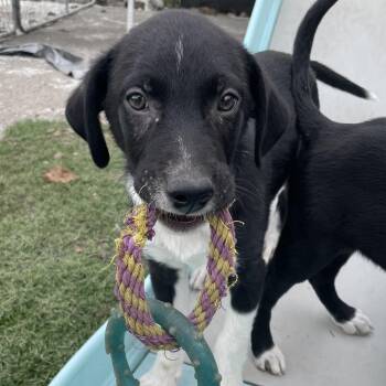 Border Collie Dogs Available for Adoption in Andover, Massachusetts - Sammy Songbird | PetCurious