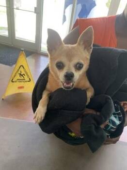 Peanut -  Chihuahua and Mixed Breed Dog for Adoption in New Orleans, Louisiana - Peanut | PetCurious