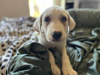 Yellow Labrador Retriever Dogs Available for Adoption in Pflugerville, Texas - Eeyore  | PetCurious