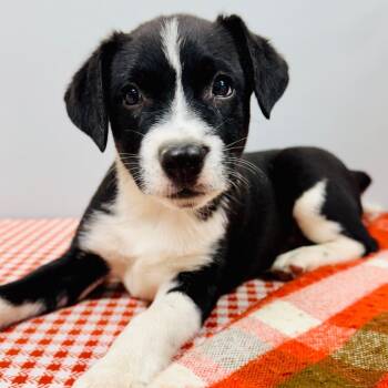 June -  Border Collie Dog for Adoption in Lebanon, Missouri - June | PetCurious