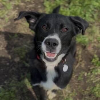 Border Collie and Mixed Breed Dogs Available for Adoption in Independence, Kansas - Pippa | PetCurious