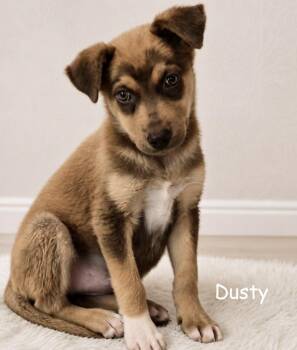 Dusty -  Husky Dog for Adoption in Sandy Hook, Manitoba - Dusty | PetCurious