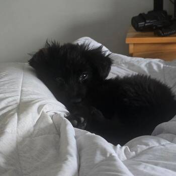 Penny -  Mixed Breed Dog for Adoption in Clavet, Saskatchewan - Penny | PetCurious