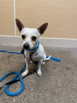 Chihuahua and Mixed Breed Dogs Available for Adoption in Honolulu, Hawaii - Milo | PetCurious