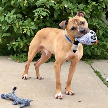 Carlos -  Pit Bull Terrier Dog for Adoption in Syosset, New York - Carlos | PetCurious