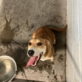 Dahlia -  Mixed Breed Dog for Adoption in Volcano, Hawaii - Dahlia | PetCurious