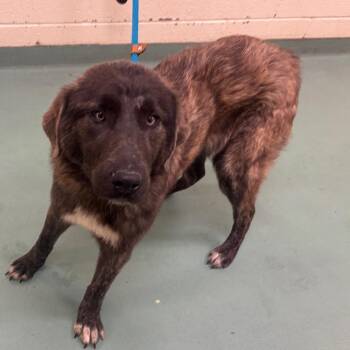 Mixed Breed Dogs Available for Adoption - Brandon Lee | PetCurious