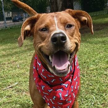 Rescue Mixed Breed Dogs for Adoption in Johnson City, Tennessee - Donut | PetCurious
