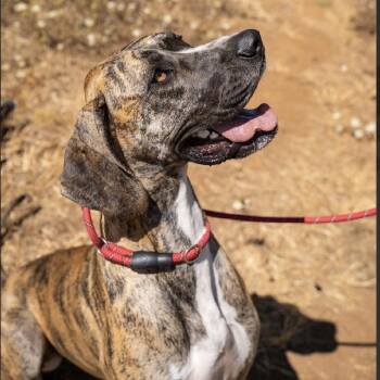 Joy -  Great Dane Dog for Adoption in Portland, Oregon - Joy | PetCurious