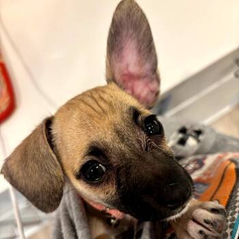 Bea -  Chihuahua Dog for Adoption in Durham, North Carolina - Bea | PetCurious