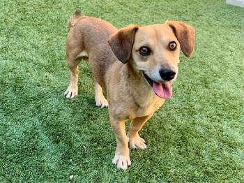 Dachshund and Mixed Breed Dogs Available for Adoption in Moreno Valley, California - CHEDDAR | PetCurious