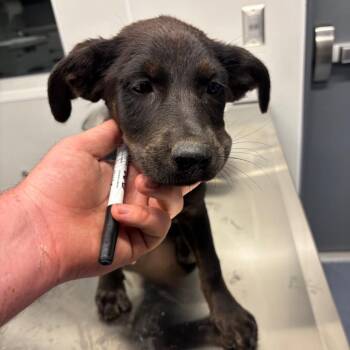 Burdock -  Mixed Breed Dog for Adoption in Saint Joseph, Missouri - Burdock | PetCurious