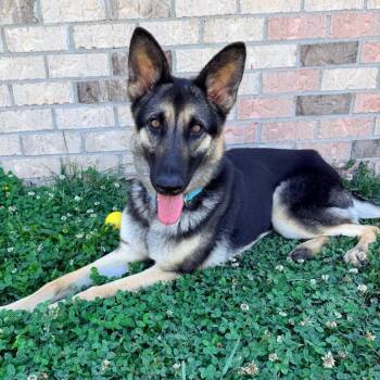 German Shepherd Dog and Belgian Shepherd Malinois Dogs Available for Adoption in Birmingham, Alabama - Stevie | PetCurious